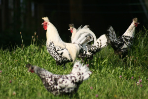 Appenzeller Spitzhauben