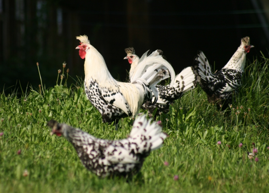 Appenzeller Spitzhauben