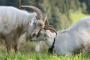 goats:kaschmirziegen-colly-minima.jpeg