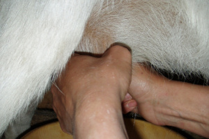 Melken von Hand