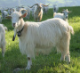 goats:kaschmirziegen-merkmale.jpeg