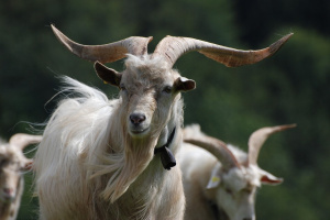 Kaschmirziegen-Bock Gilbert