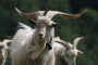 goats:kaschmirziegenbock-gilbert.jpeg